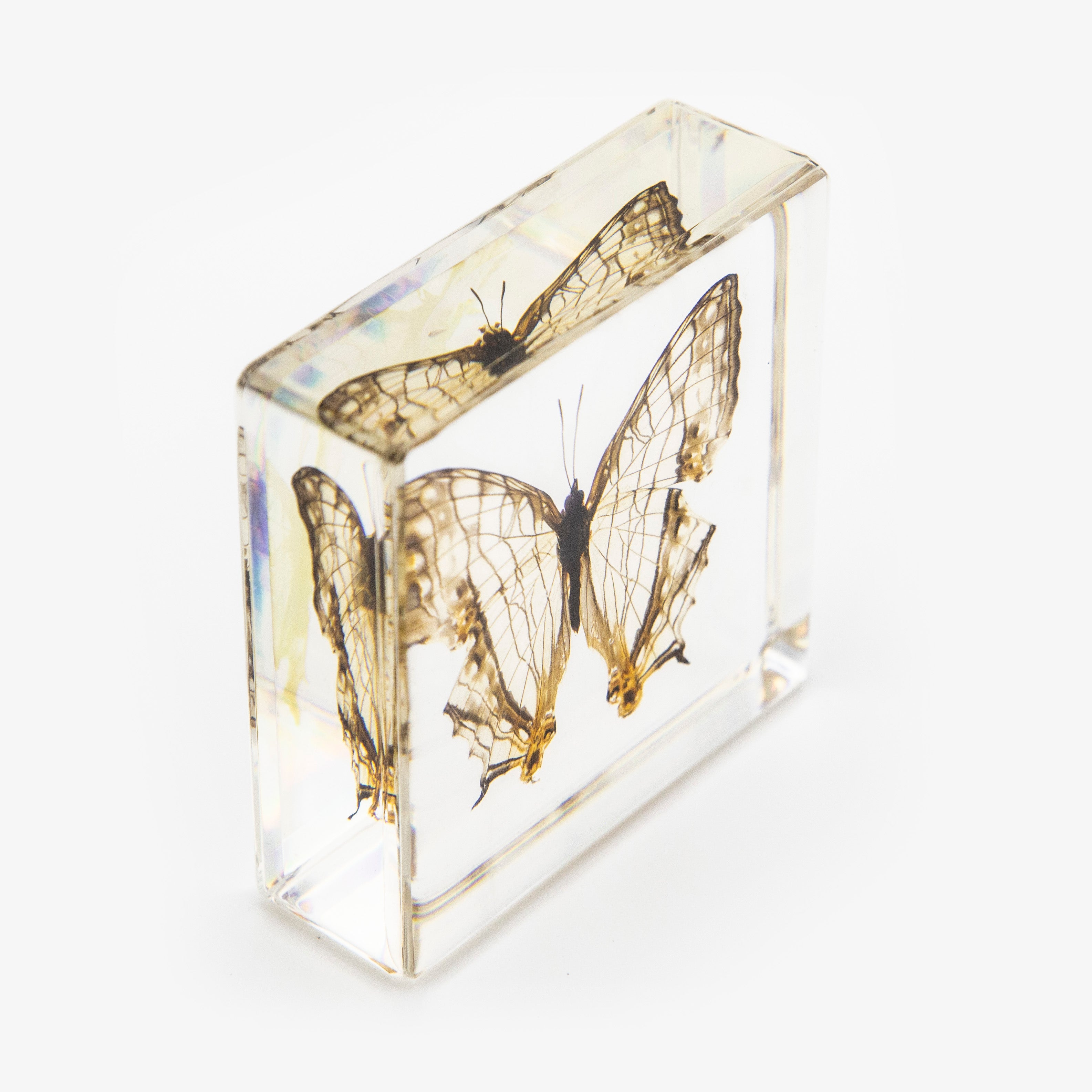 Common Mapwing Butterfly Paperweight