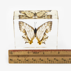 Common Mapwing Butterfly Paperweight