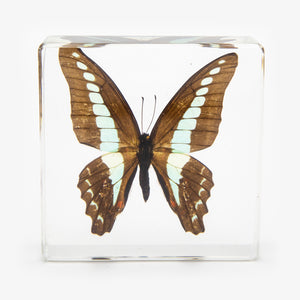 Common Bluebottle Butterfly Paperweight