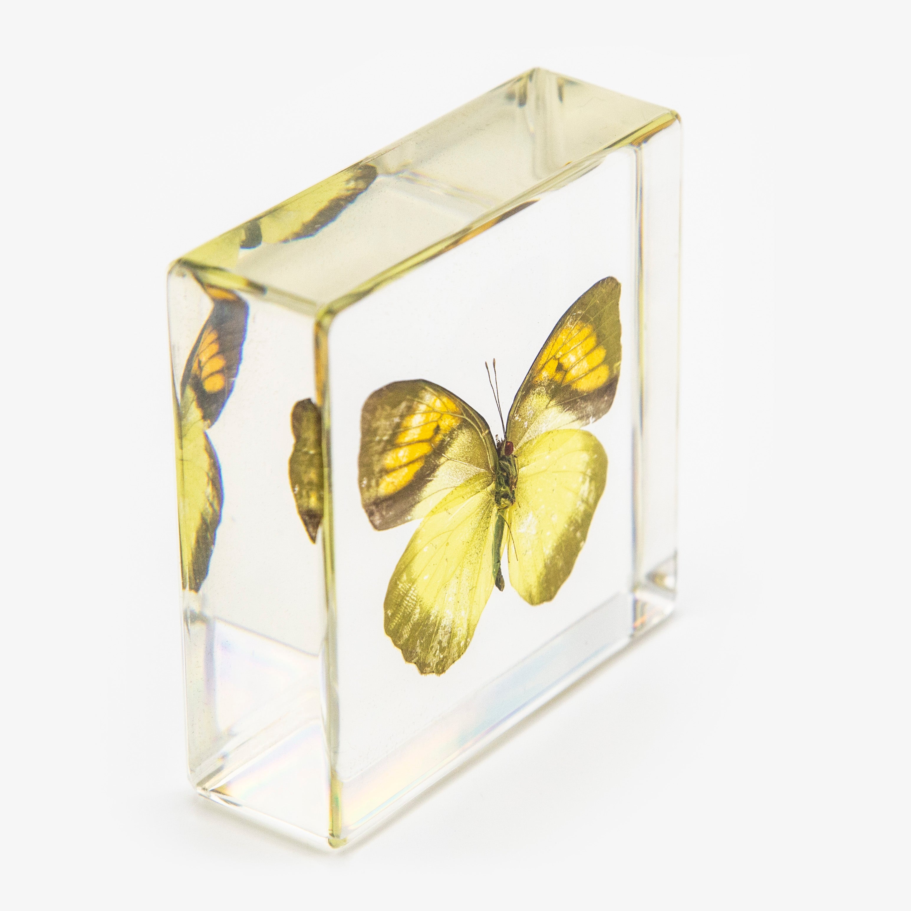 Yellow Orange Tip Butterfly Paperweight