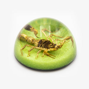 Scorpion Semi-Sphere Paperweight (Small)
