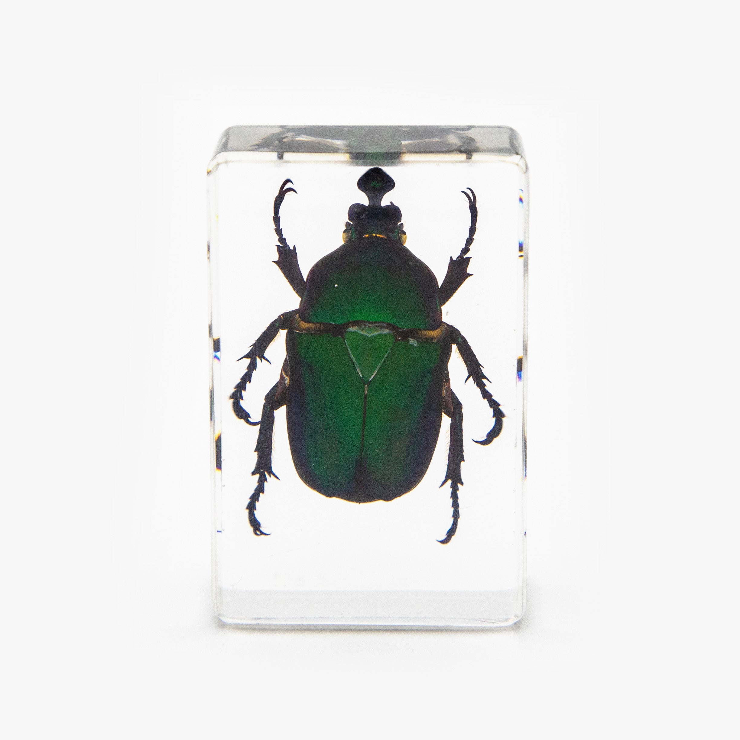 Green Chafer Beetle Resin Paperweight (Small)