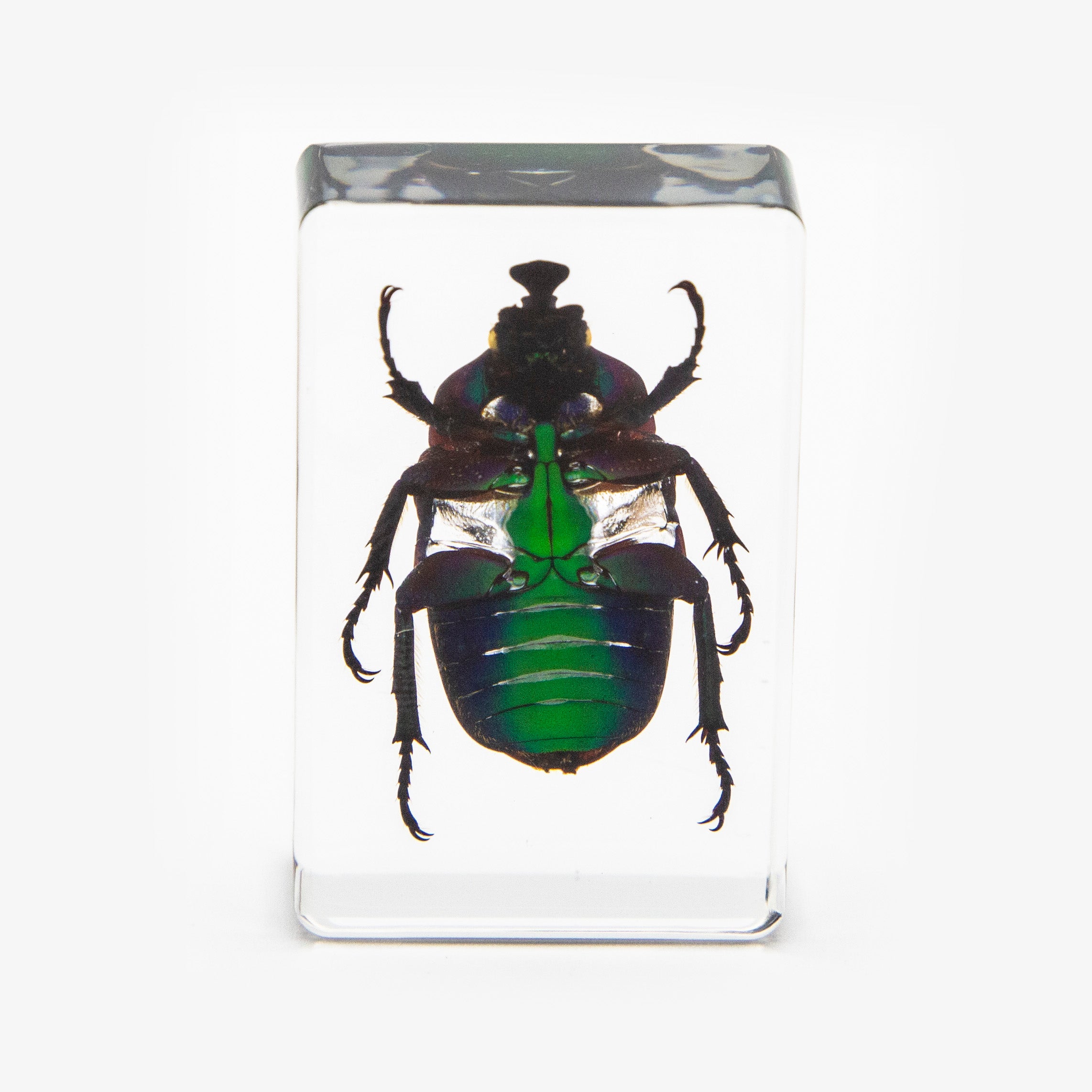 Green Chafer Beetle Resin Paperweight (Small)