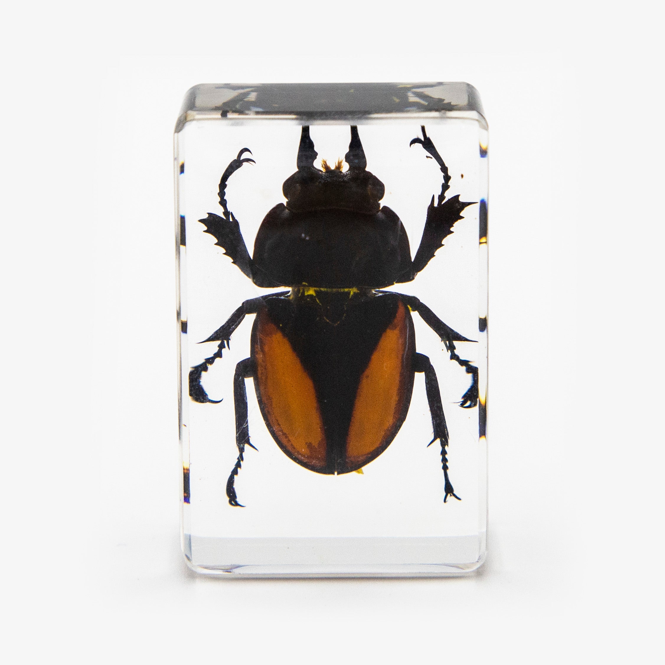 Orange Stag Beetle Resin Paperweight (Small)
