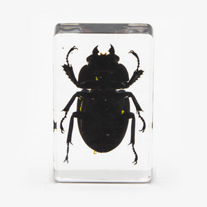Orange Stag Beetle Resin Paperweight (Small)