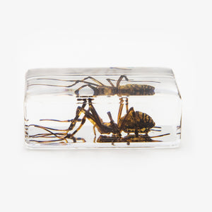 Spider Resin Paperweight (Small)
