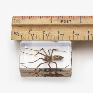 Spider Resin Paperweight (Small)