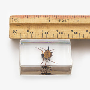 Spiny Orb Weaver Spider Resin Paperweight (Small)