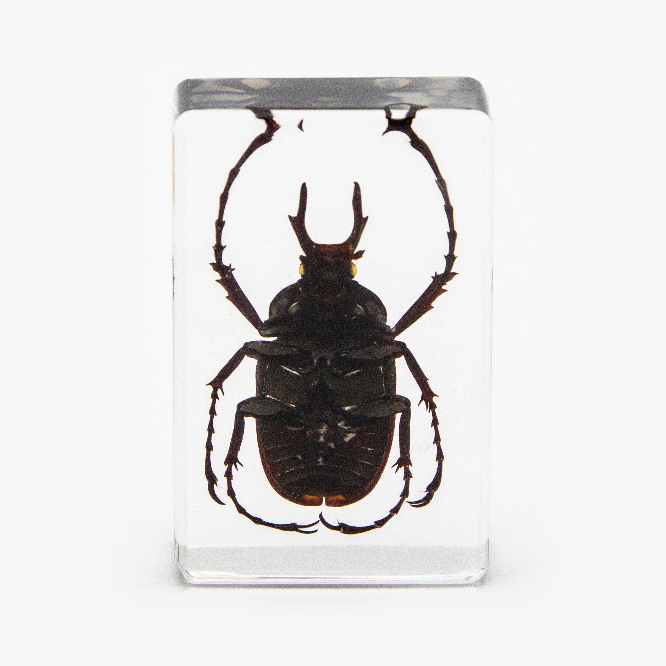 Antler Horned Beetle Resin Paperweight (Small)