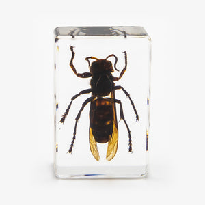 Real Wasp Resin Paperweight (Small)