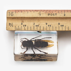 Real Wasp Resin Paperweight (Small)