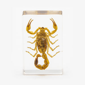 Golden Scorpion Resin Paperweight (Small)