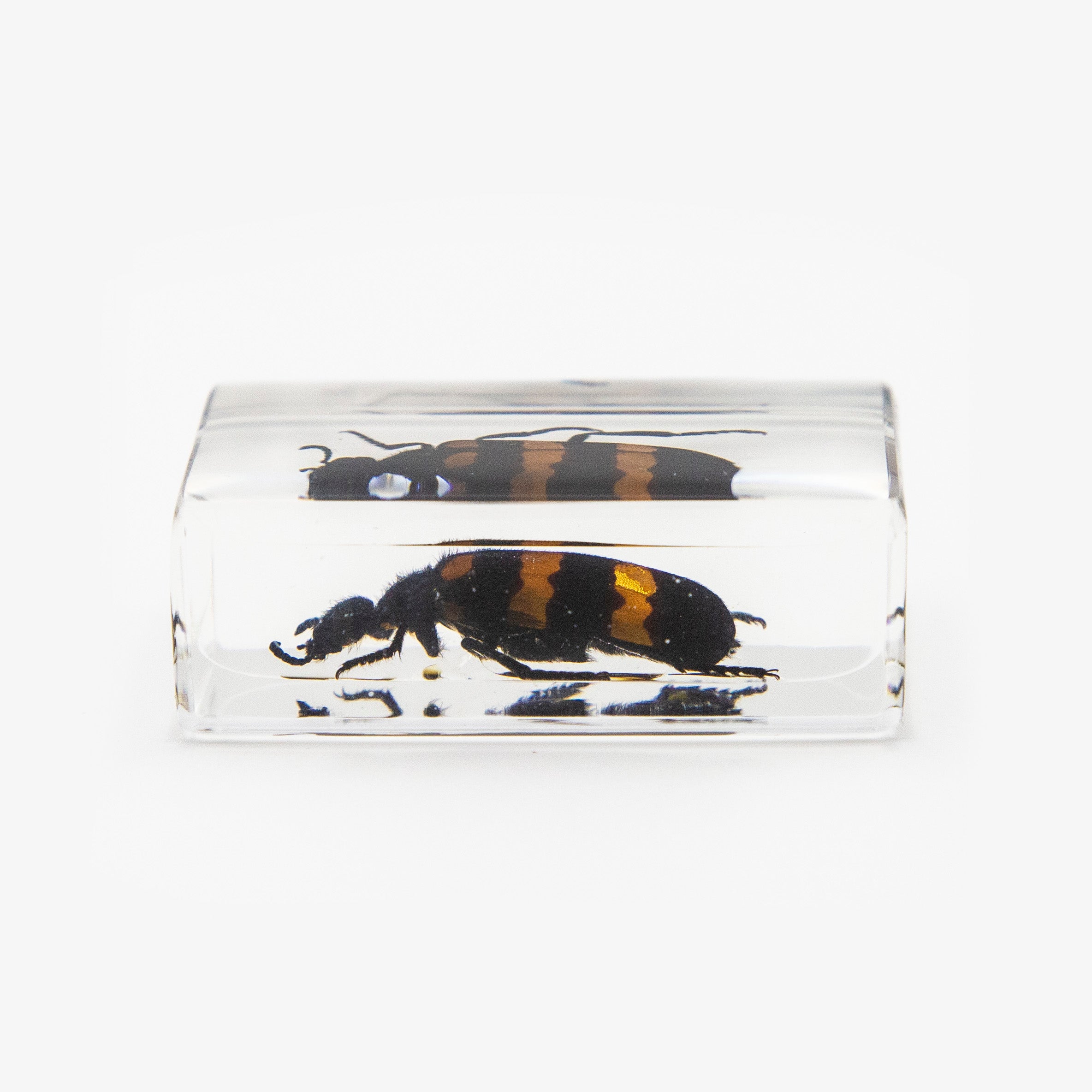 Blister Beetle Resin Paperweight (Small)
