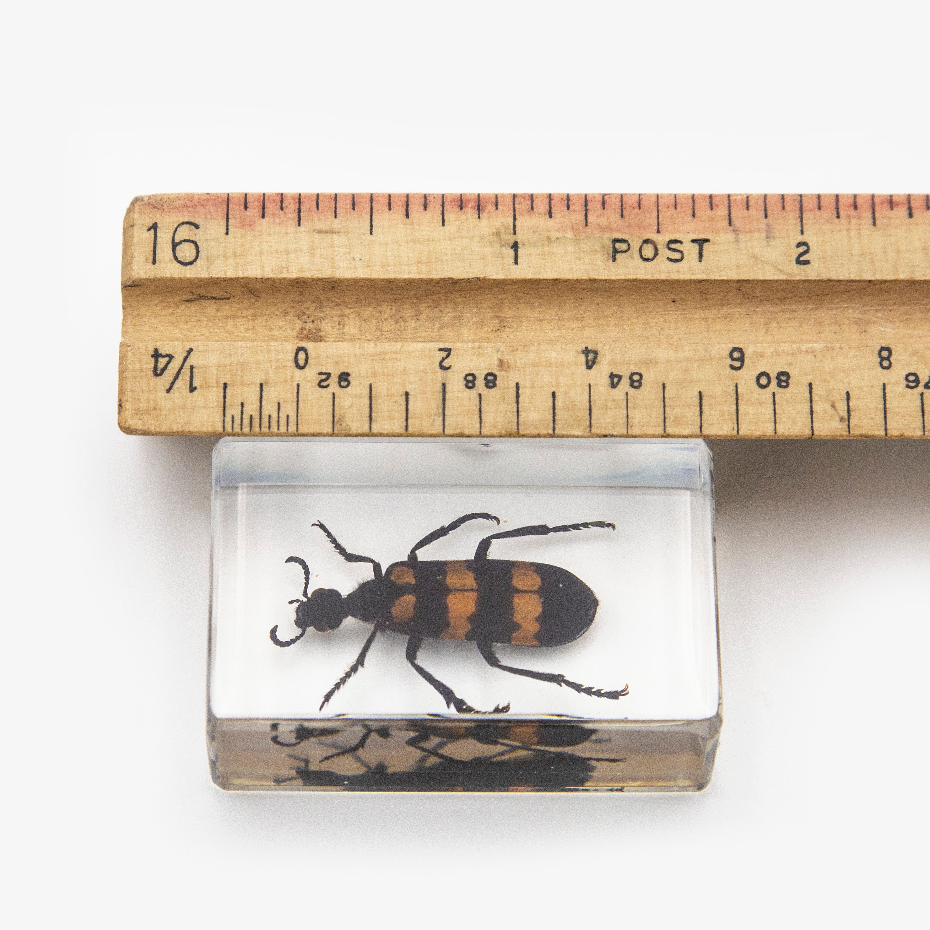Blister Beetle Resin Paperweight (Small)