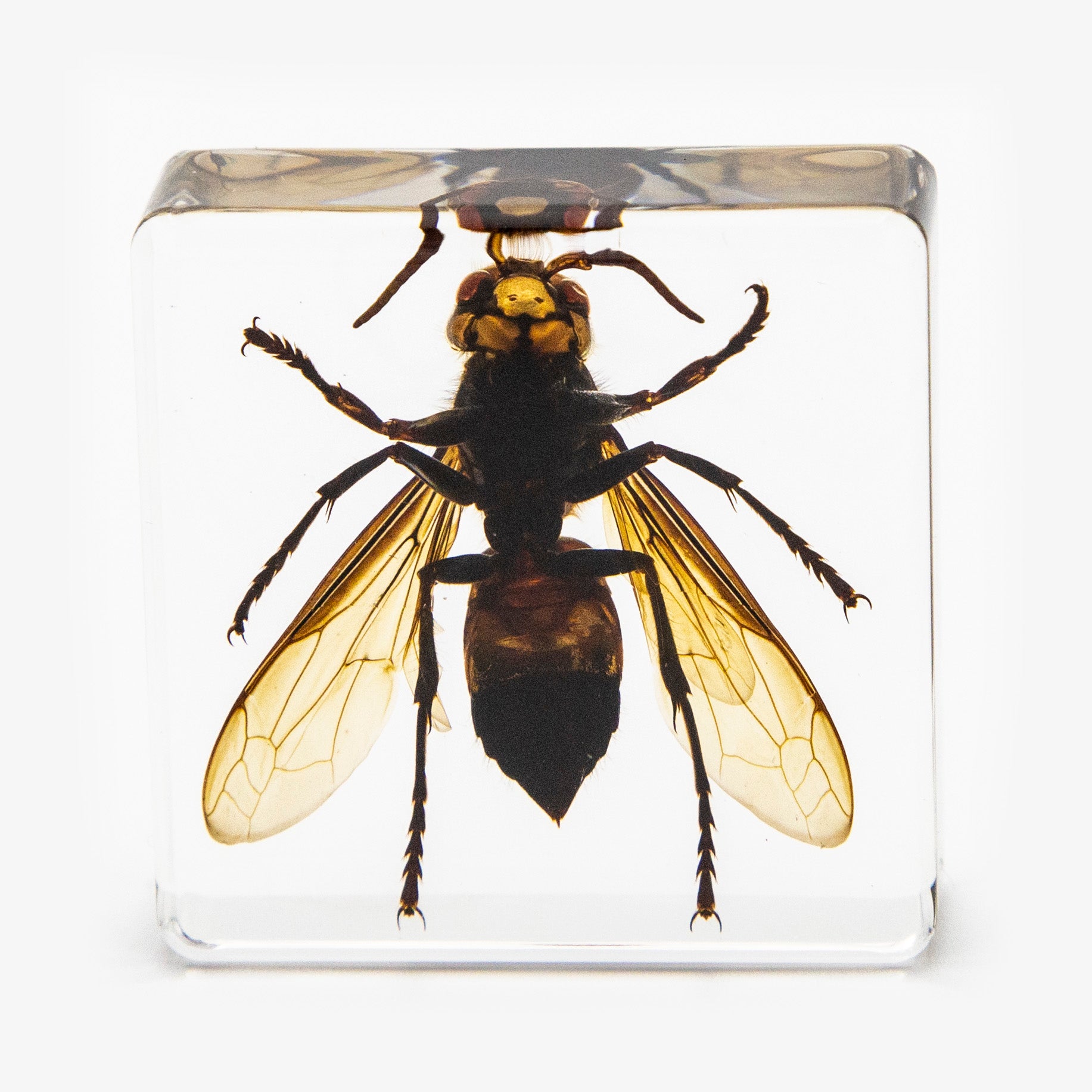 Flying Wasp Resin Paperweight (Small)