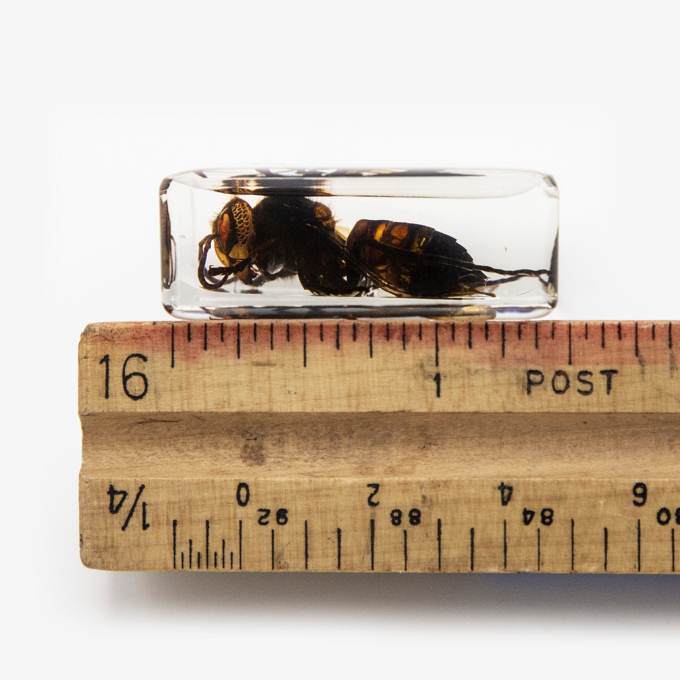 Flying Wasp Resin Paperweight (Small)
