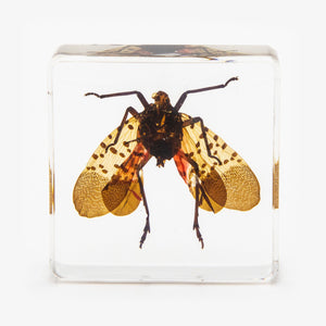 Flying Spotted Lanternfly Resin Paperweight (Small)