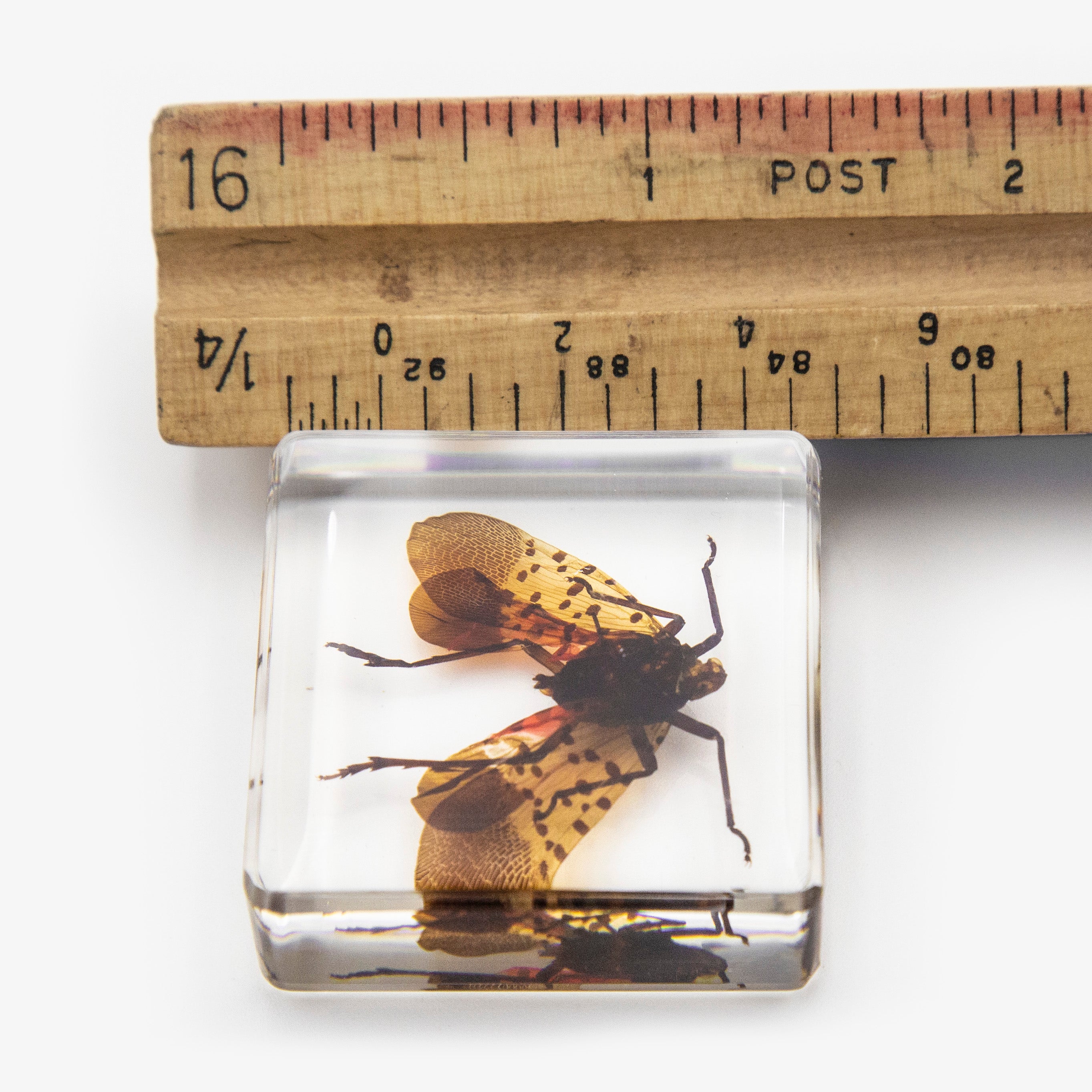 Flying Spotted Lanternfly Resin Paperweight (Small)