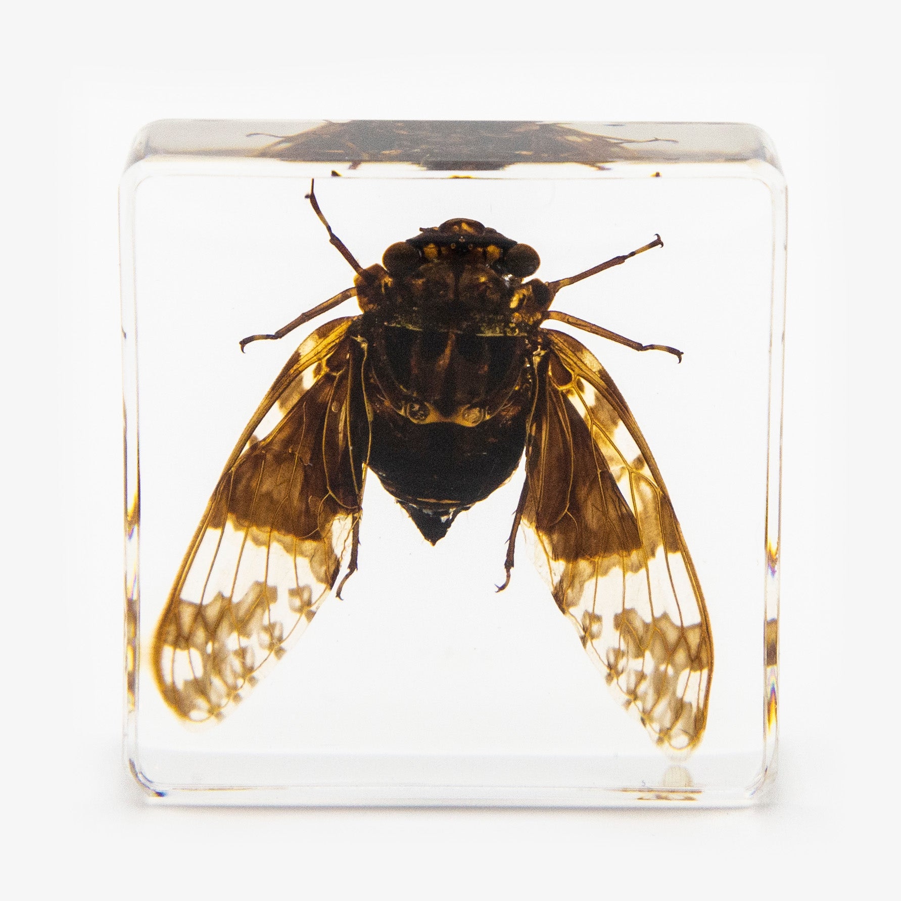 Flying Cicada Resin Paperweight (Small)