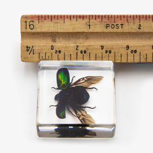 Flying Chafer Beetle Resin Paperweight (Small)