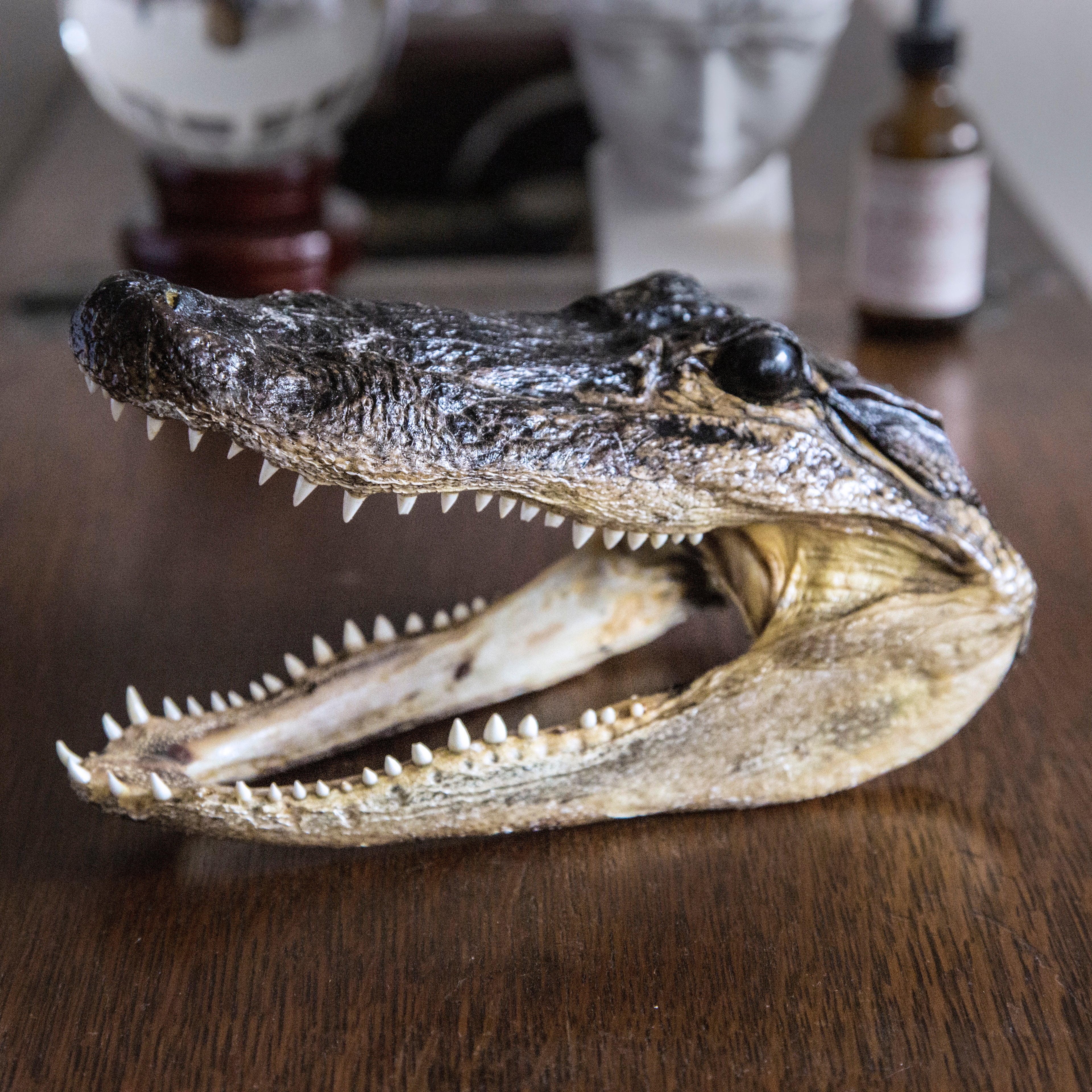 Taxidermy Alligator Head