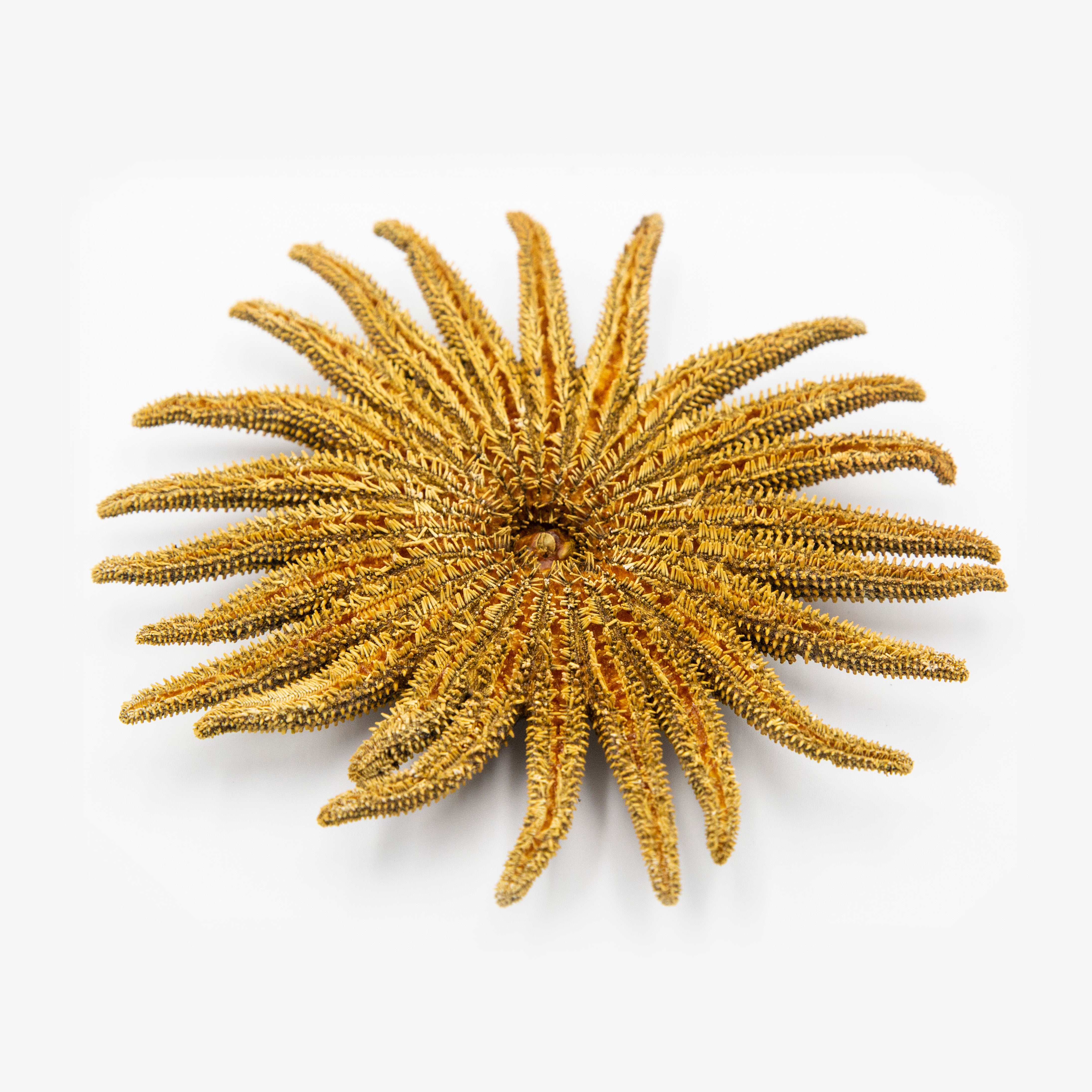 Sunflower Starfish AKA Sea Star