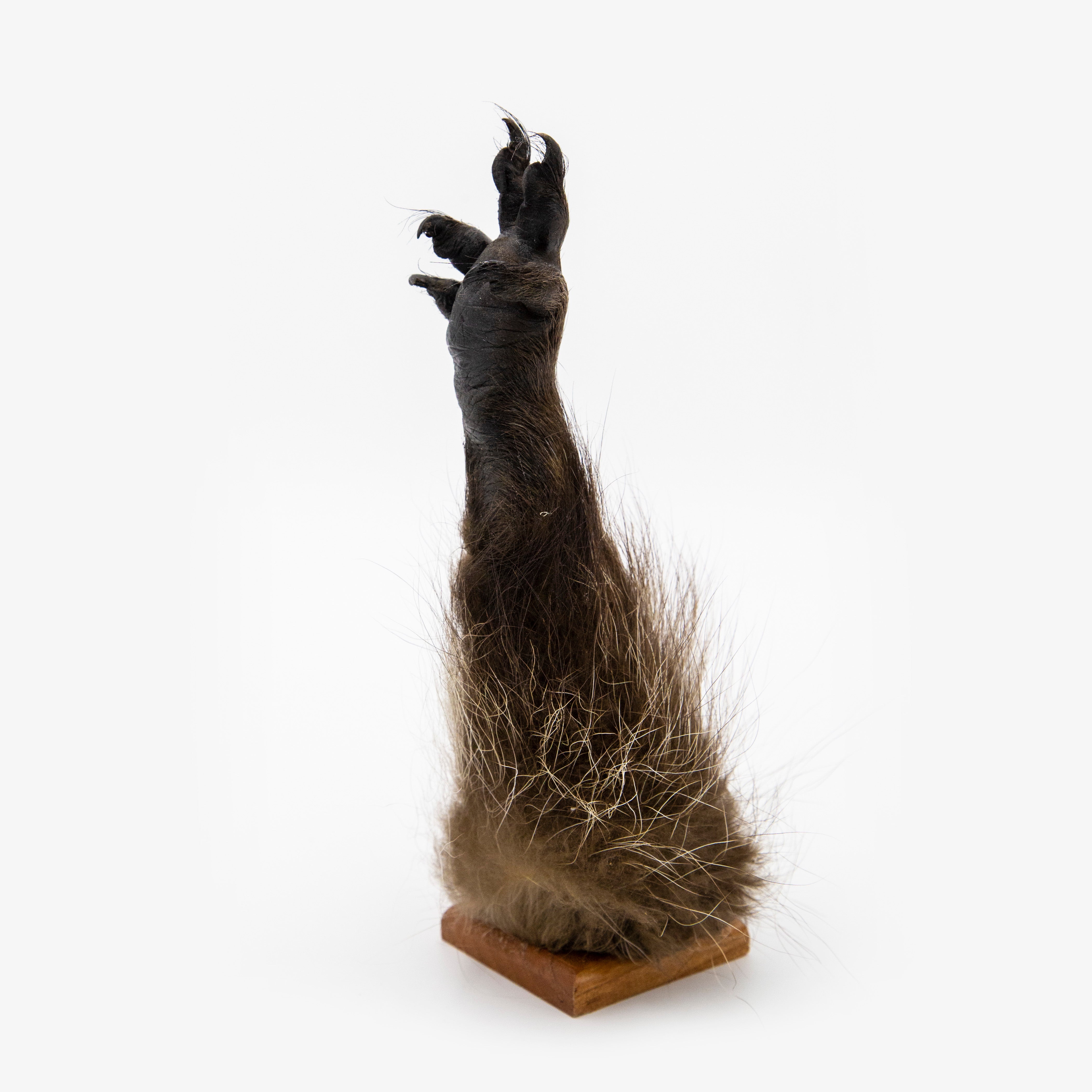 Taxidermy Raccoon Paw (Peace Sign)