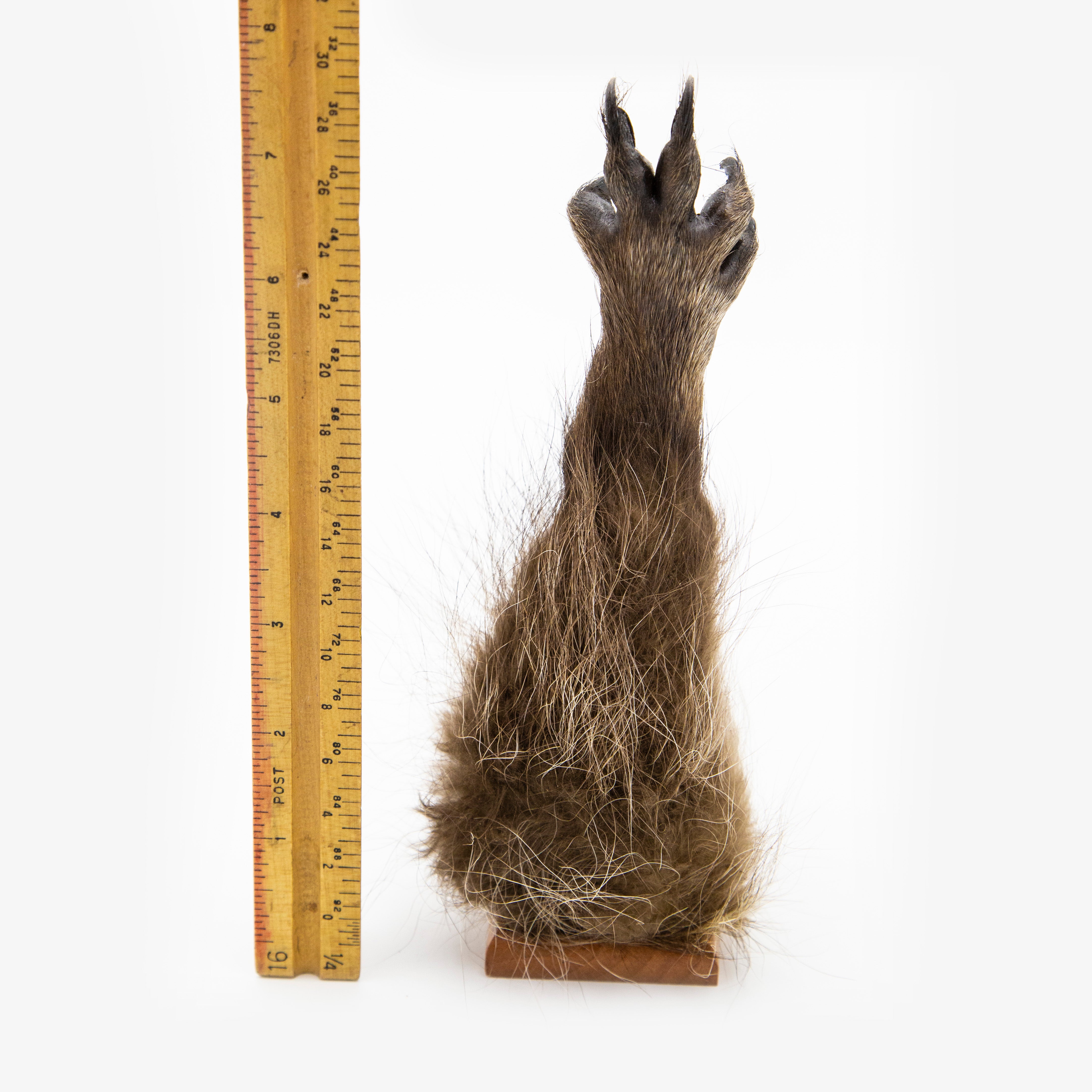 Taxidermy Raccoon Paw (Peace Sign)