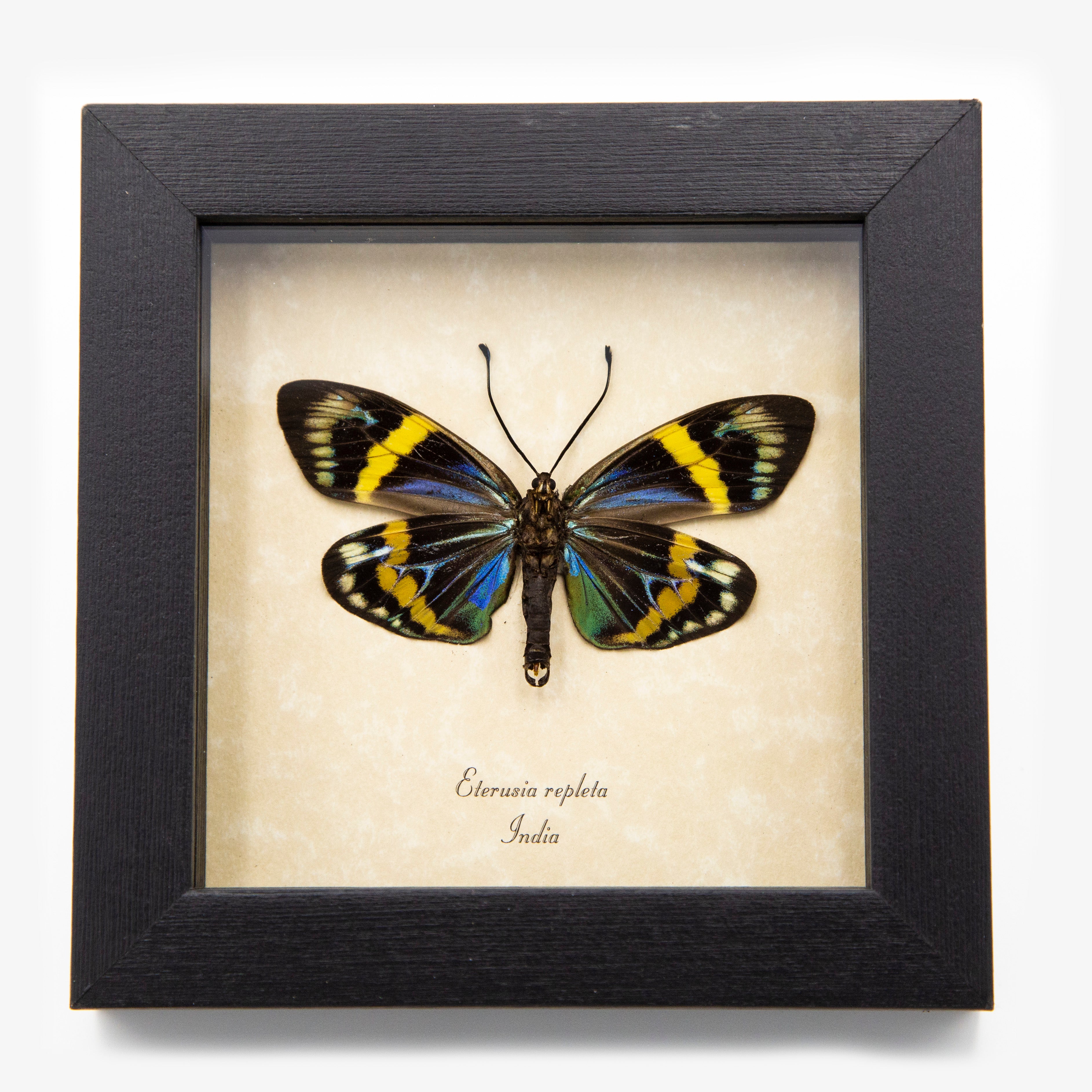 Blue Metallic Day Flying Moth