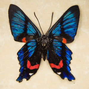 Ancyluris Meliboesu Swordtail Butterfly