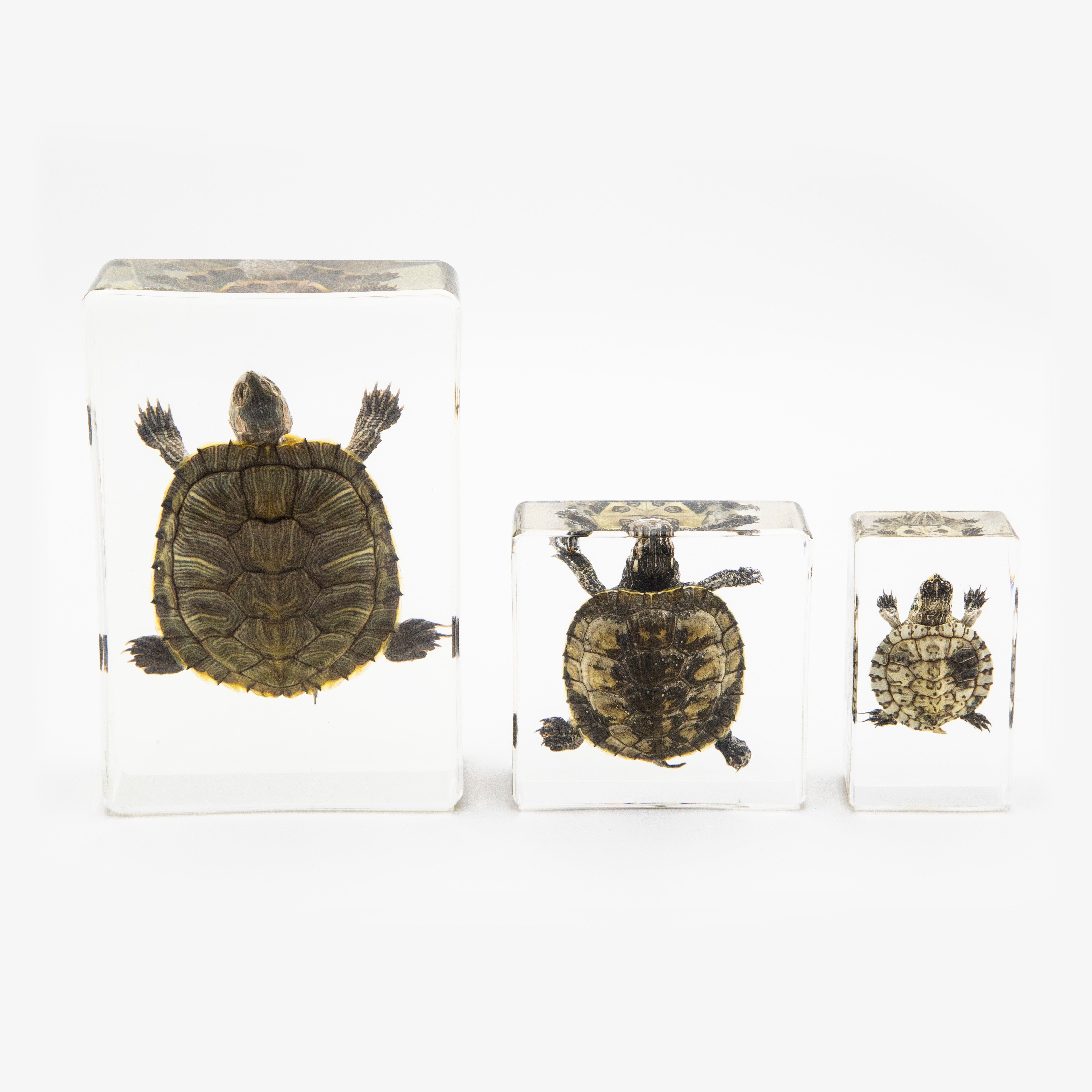 Real Turtle Resin Paperweight