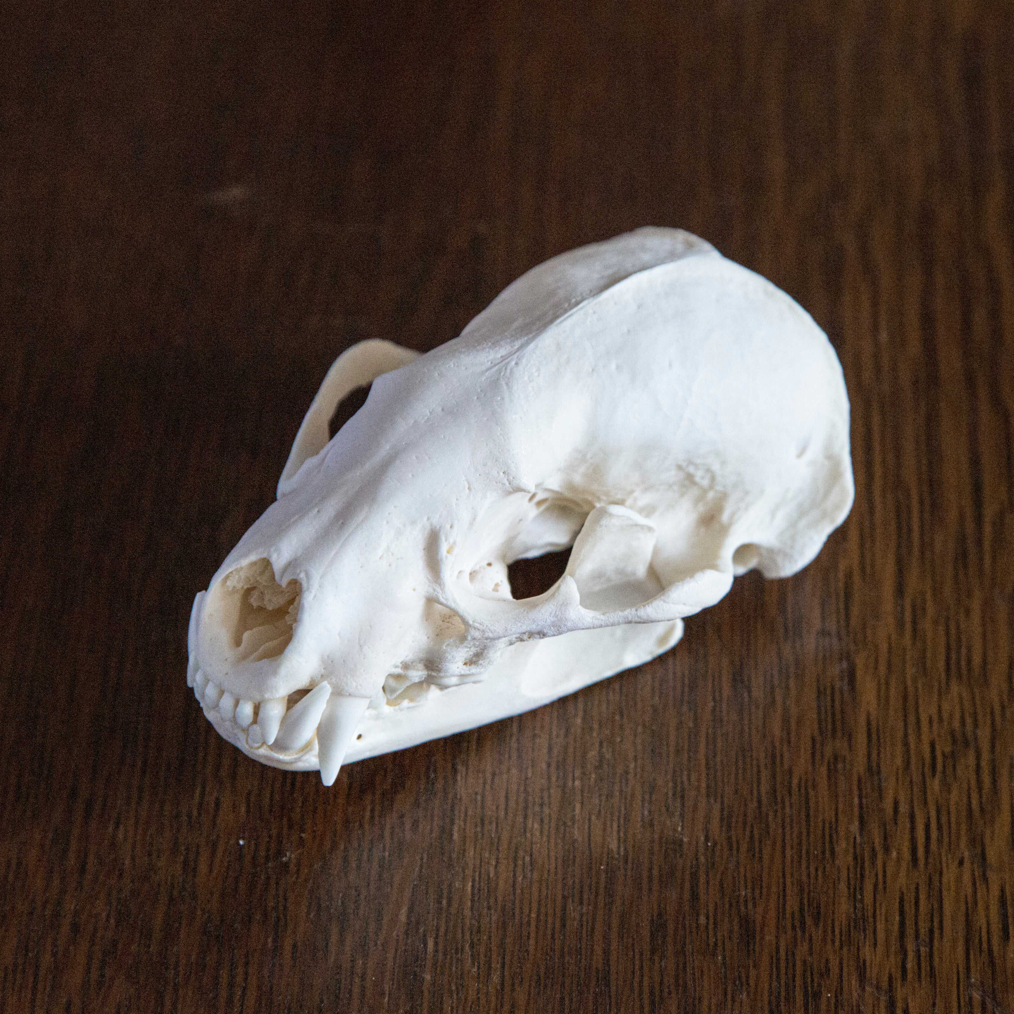 American Badger Skull
