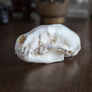 American Badger Skull
