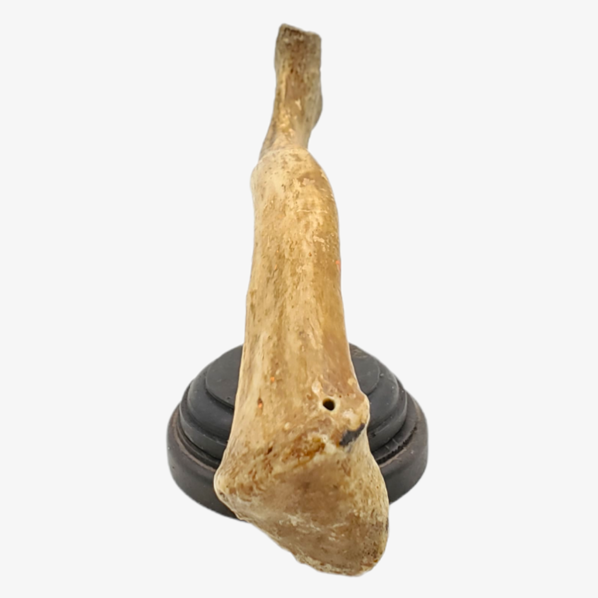 Genuine Human Clavicle Bone