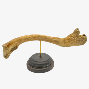 Genuine Human Clavicle Bone