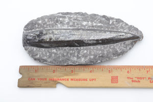 Fossil Orthoceras