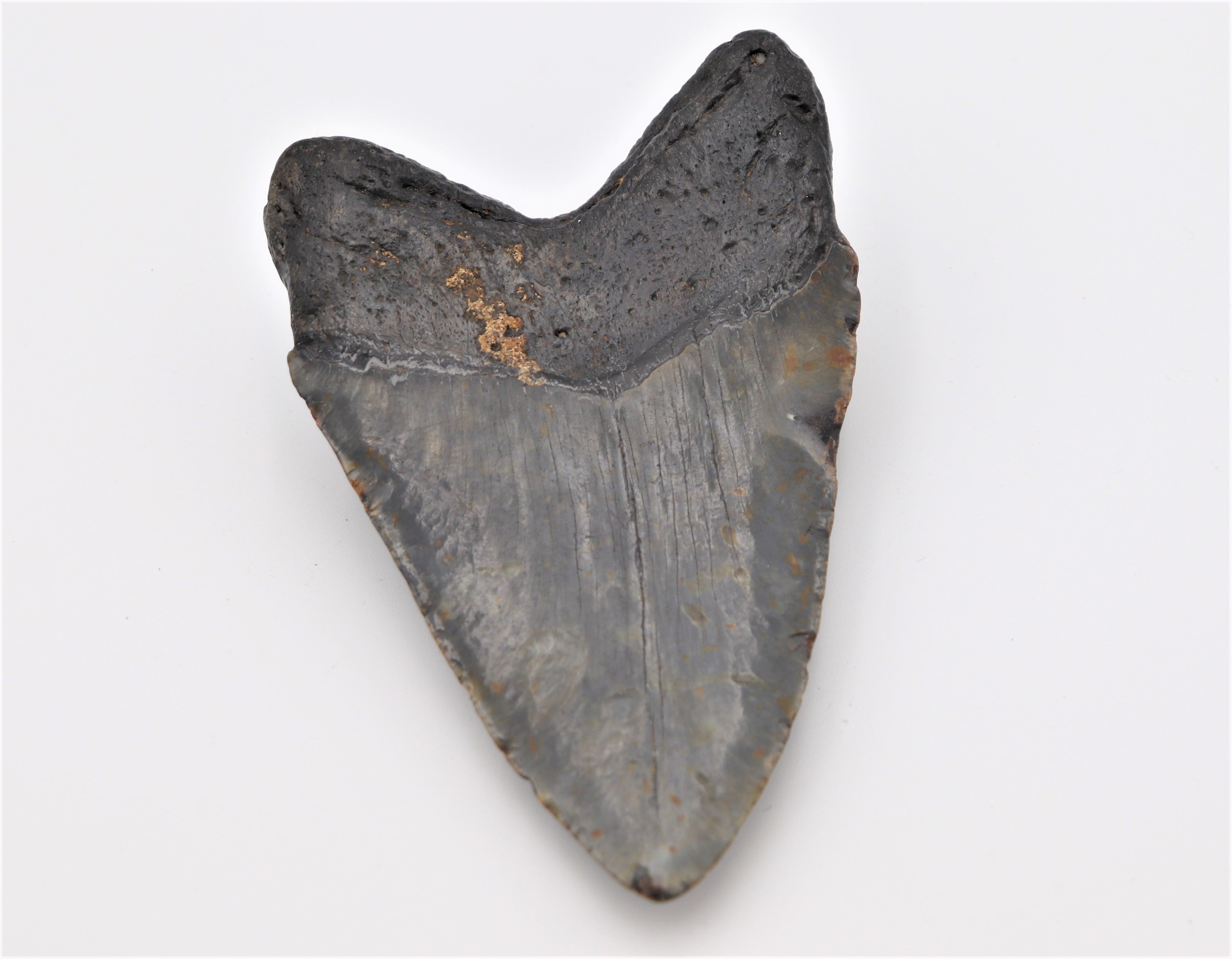 Authentic Megalodon Shark Tooth Fossil