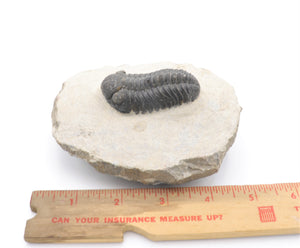 Crotalocephalus Trilobite Fossil