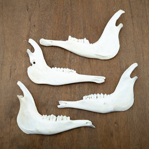 Blesbok Antelope Jaw Bone