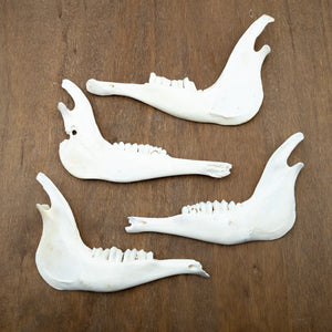 Blesbok Antelope Jaw Bone
