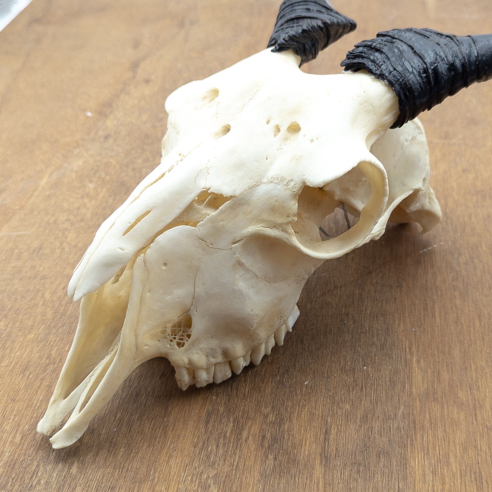 Domestic Goat Skull