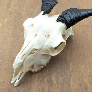 Domestic Goat Skull