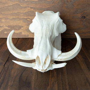 XL African Warthog Skull