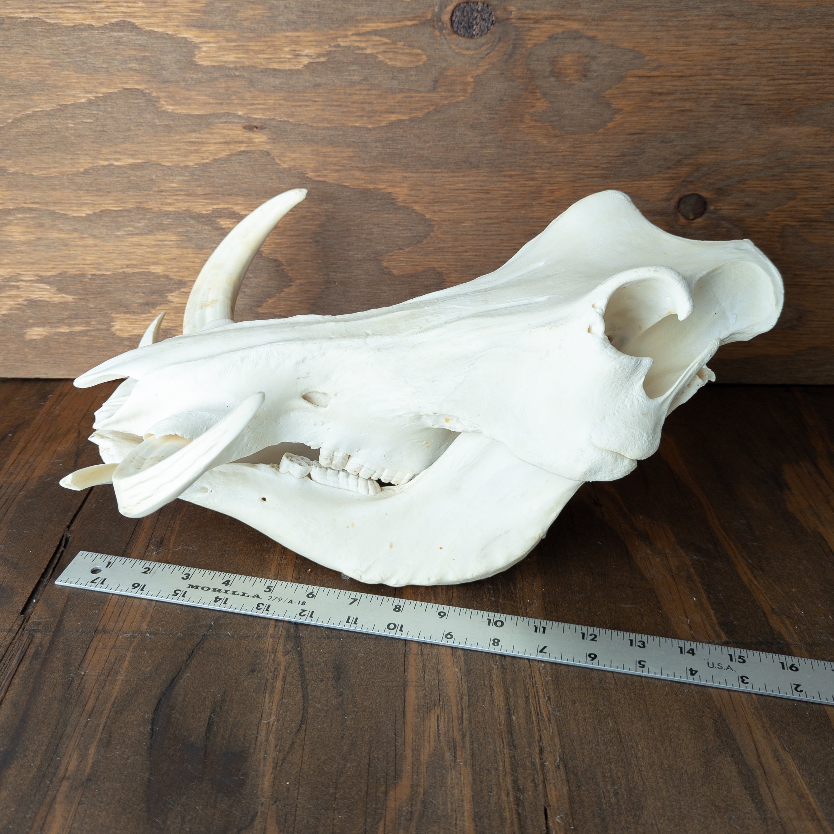 XL African Warthog Skull