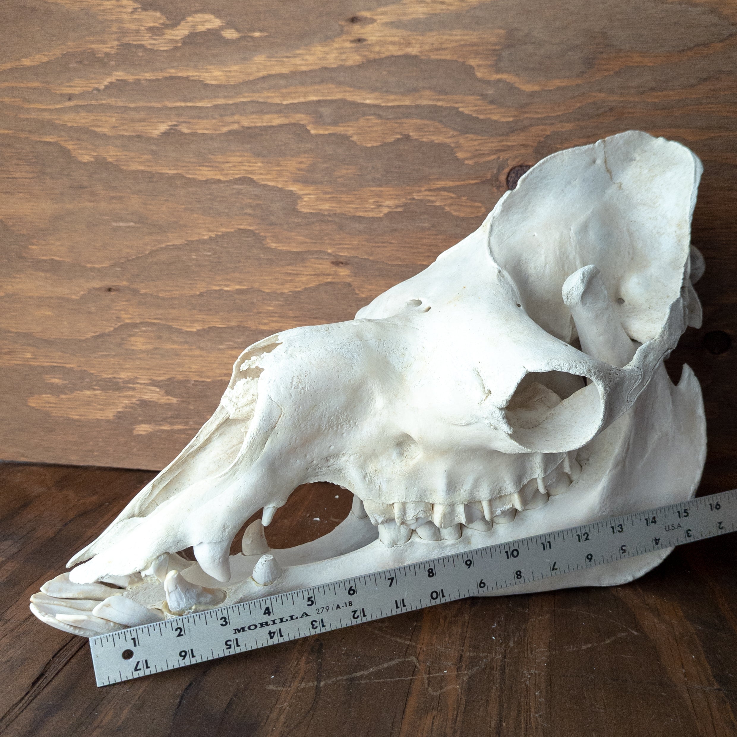 Dromedary Camel Skull