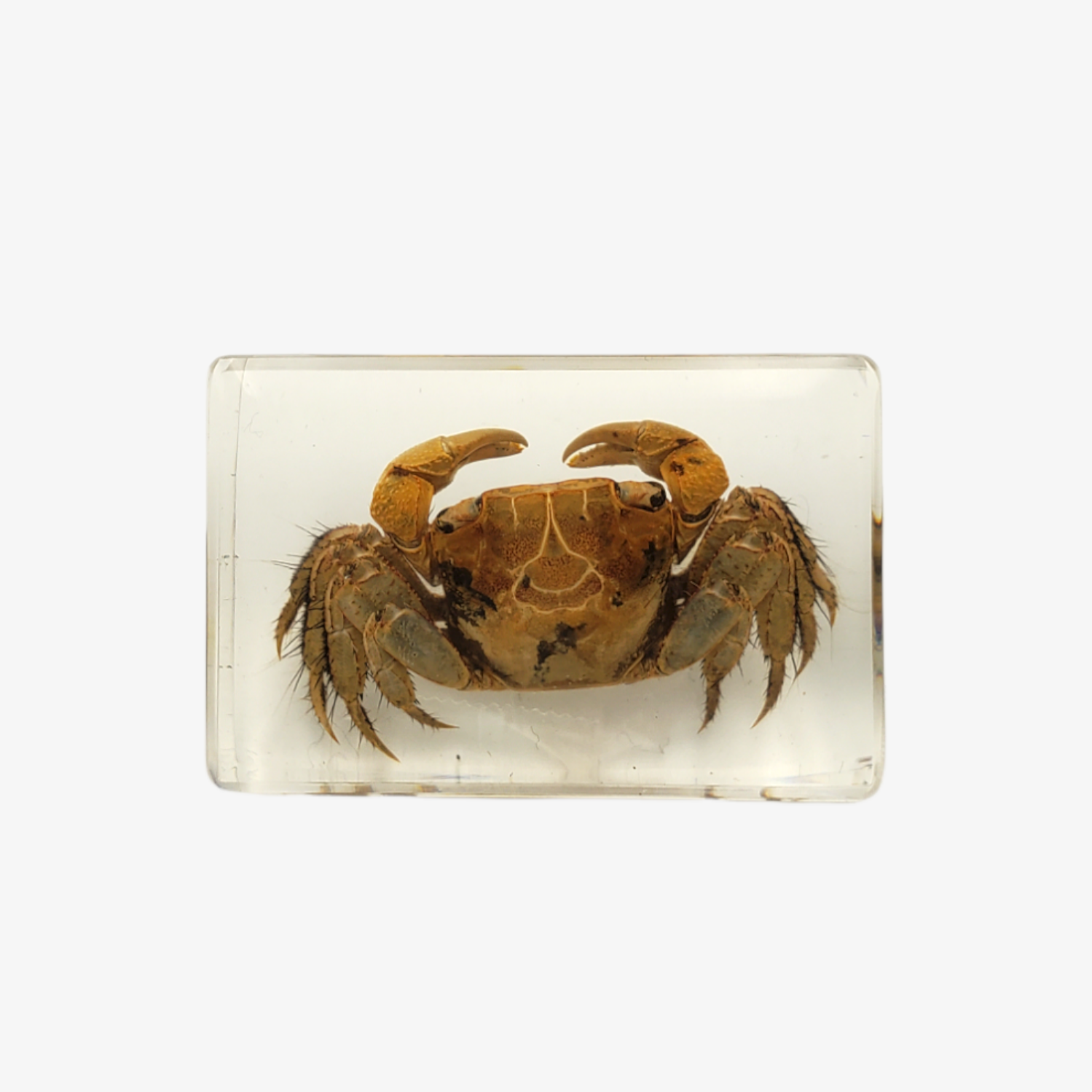 Crab Resin Paperweight (Small)