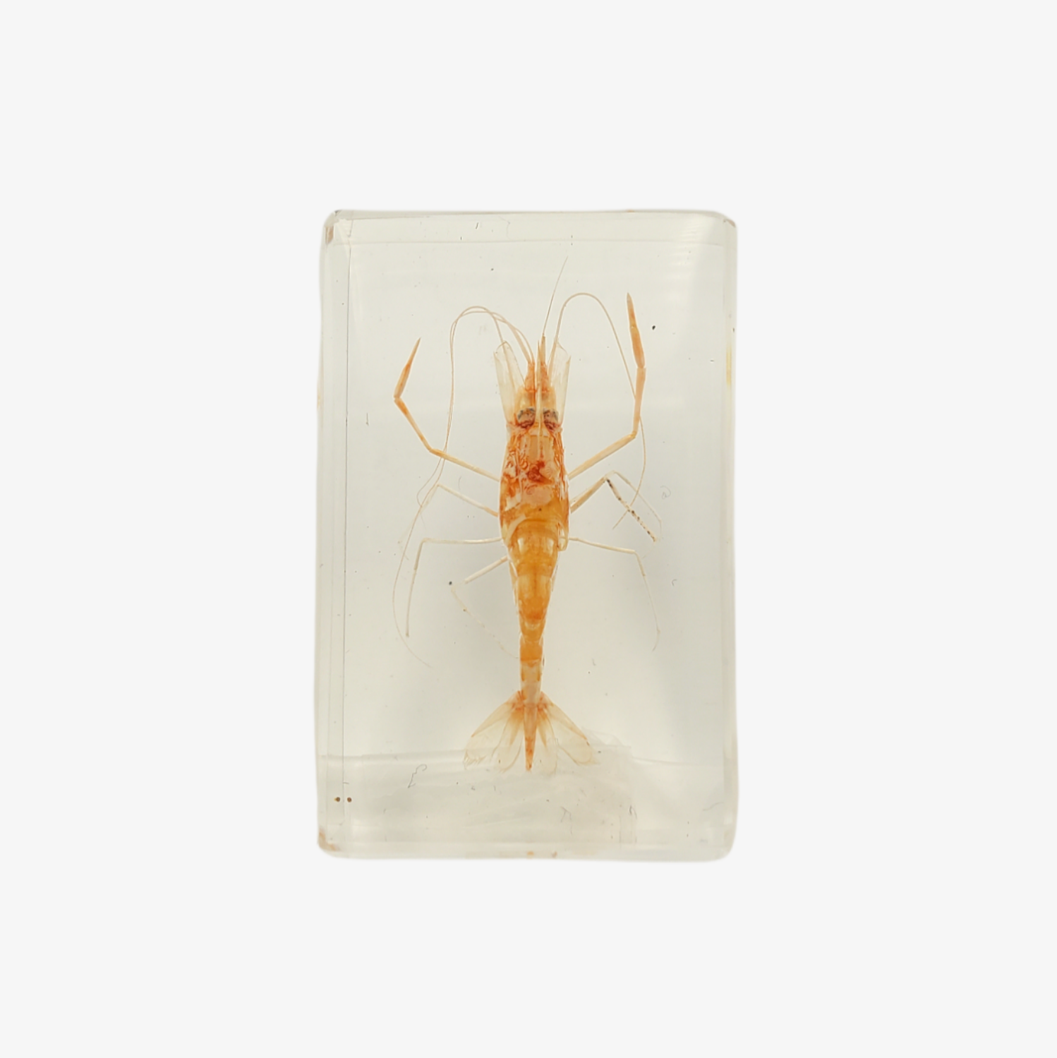 Shrimp Resin Paperweight (Small)