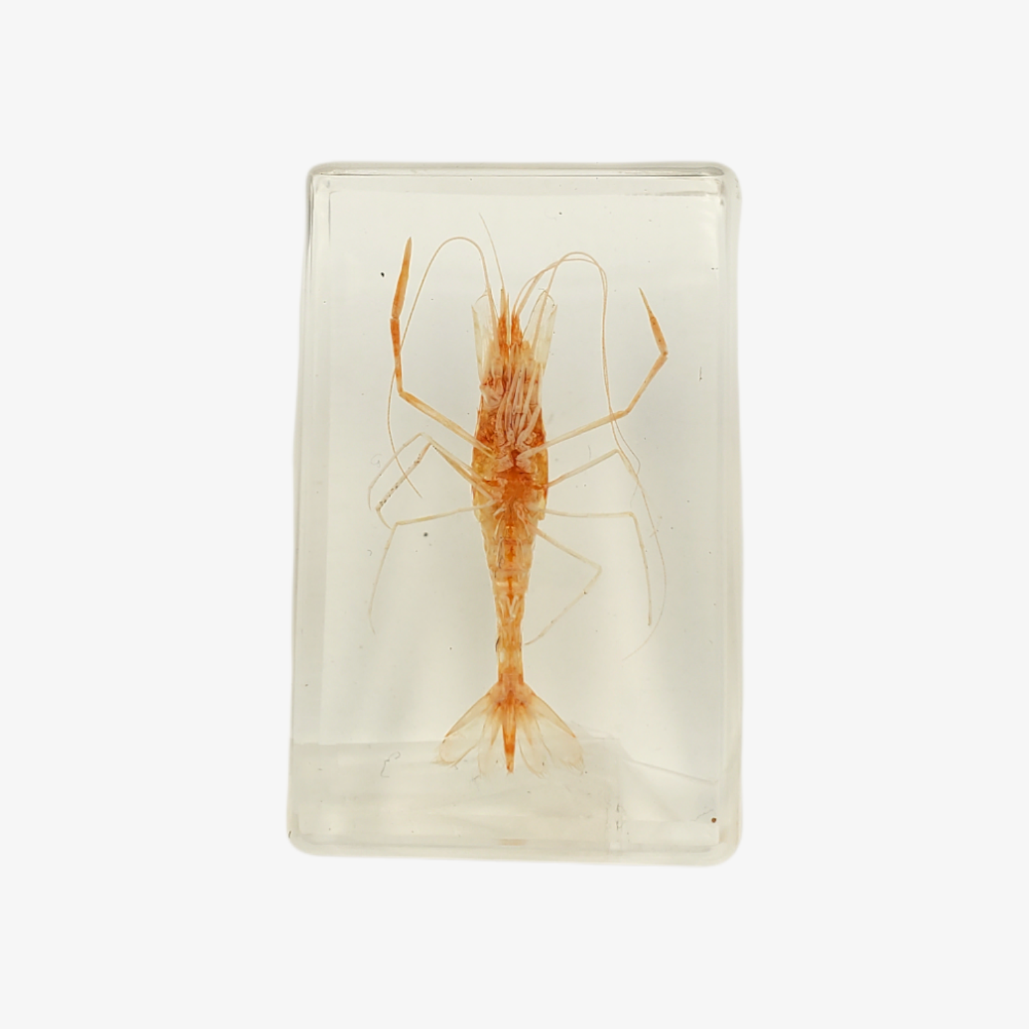 Shrimp Resin Paperweight (Small)