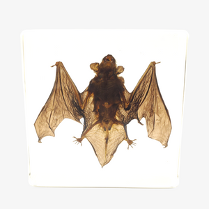 Bat Resin Paperweight (Small)