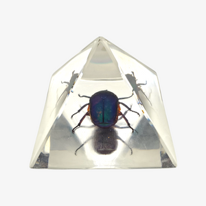 Resin Chafer Beetle Pyramid